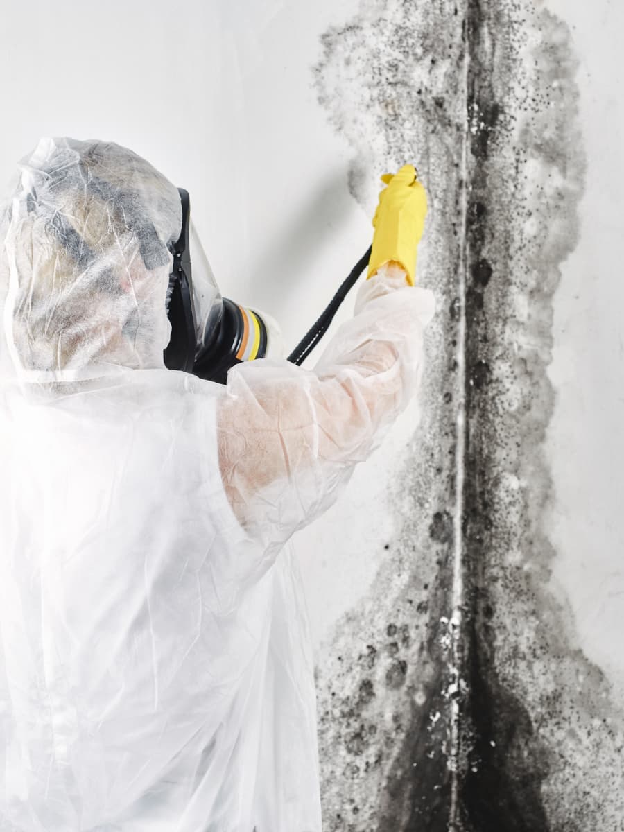 Mold Clean up and remediation