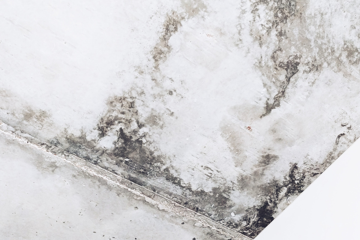 How Long Does Mold Remediation Take?