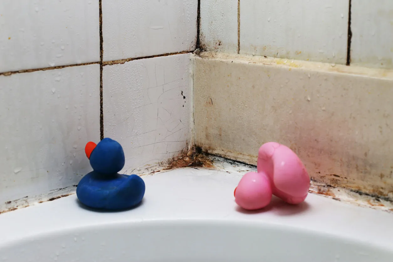 mold damage restoration in meridian idaho