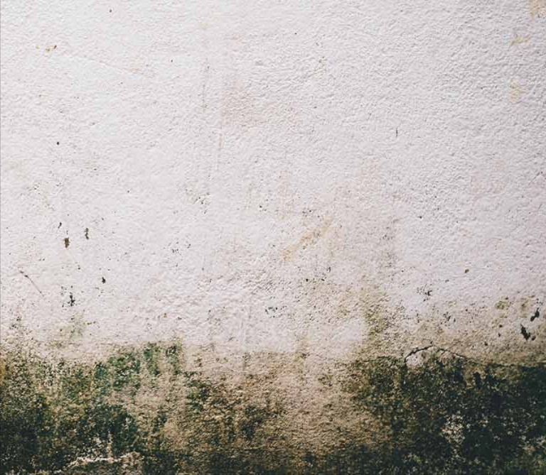 What Causes Black Mold to Grow in Boise, Idaho?