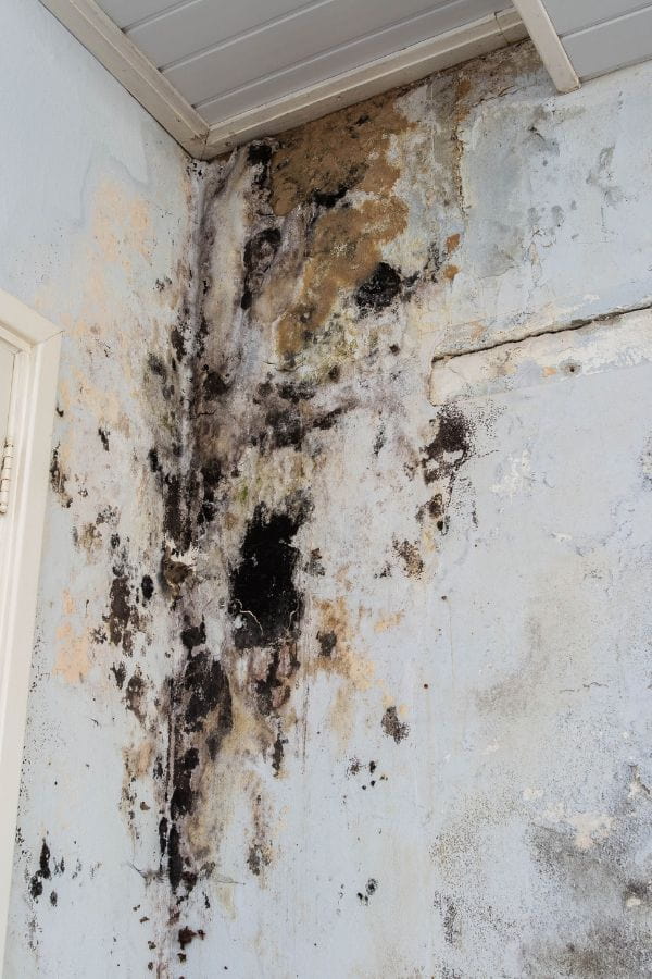 image of black mold and water damage on a wall