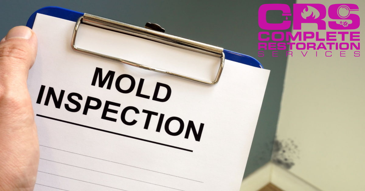 The Importance of Regular Maintenance to Prevent Mold Growth in Boise Businesses