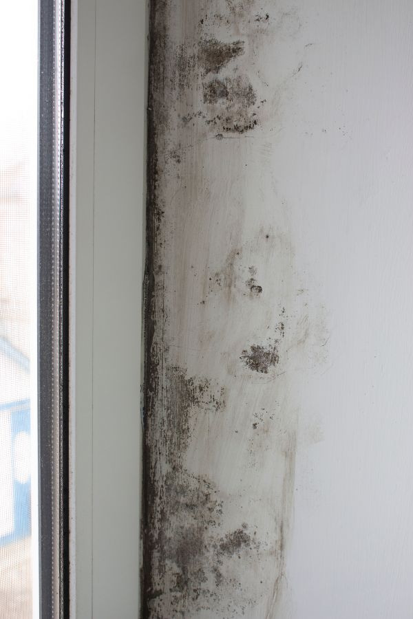 image of mold on a wall