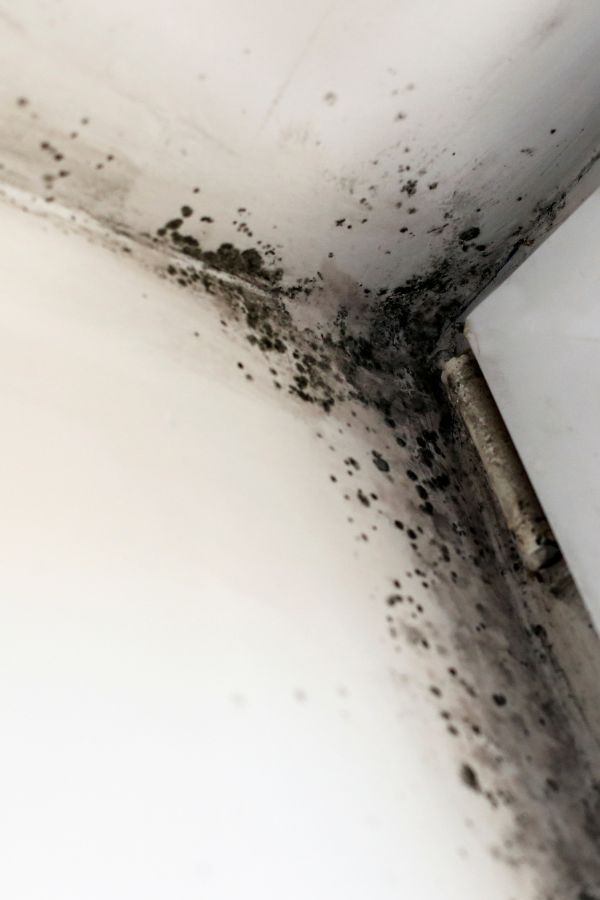 black mold on the corner of a room