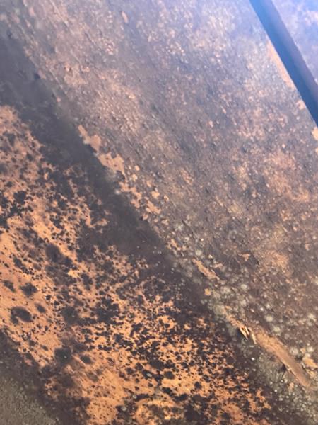 Attic & Crawl Space Mold Remediation in Boise, ID