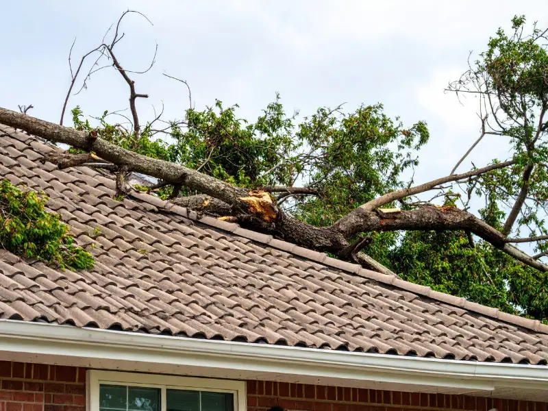 A large broken tree branch rests on a tiled roof above a window. storm damage restoration